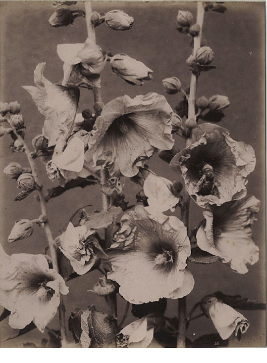 French floral Study, c. 1870’s, albumen print
